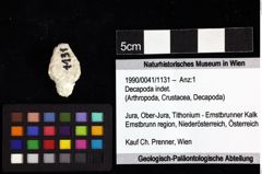 Foto (Objket + Etiketten) von Decapoda indet. 